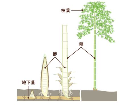 植物 竹|1 身近で不思議なタケの生態に迫る！